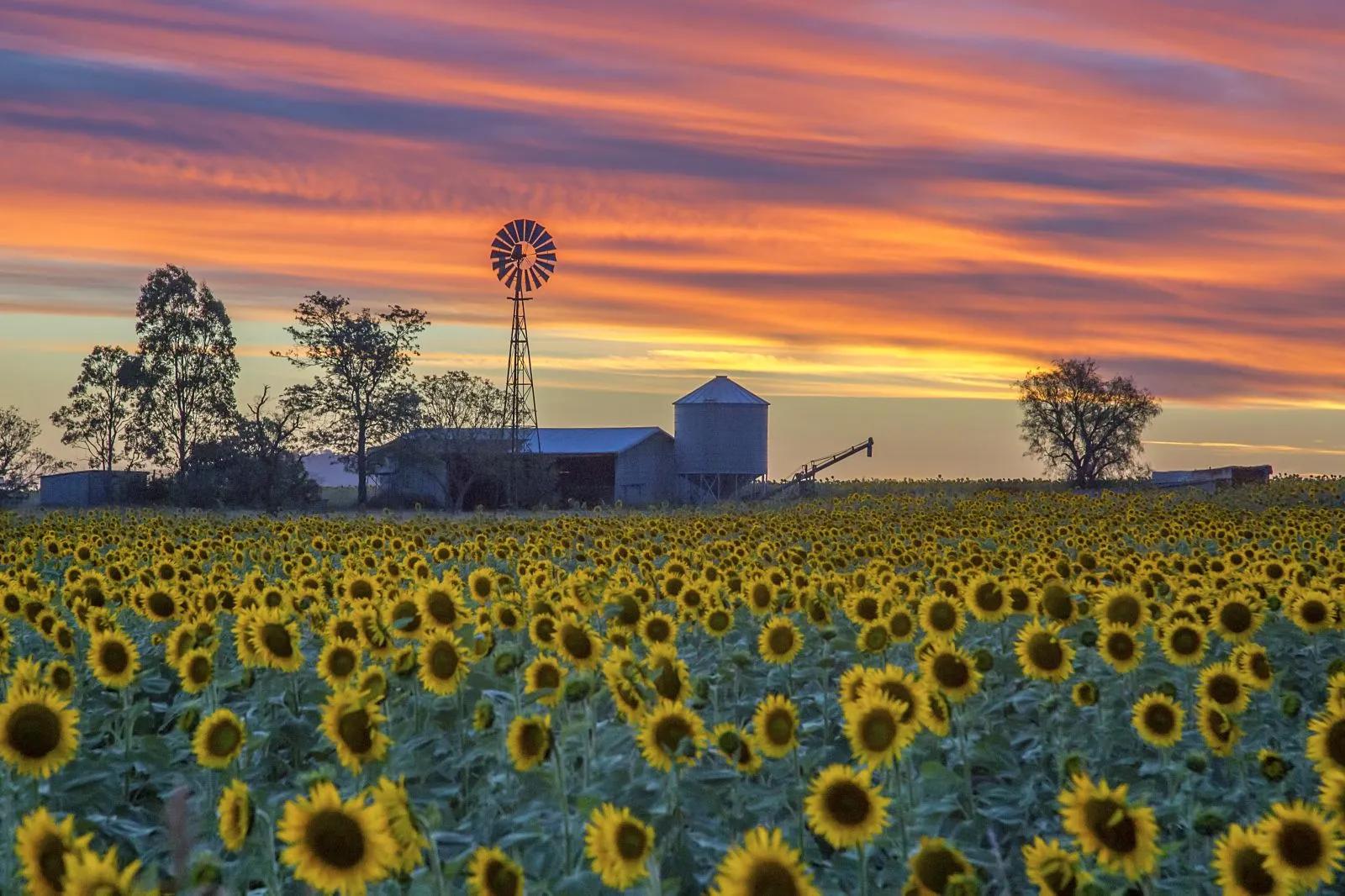 Sunflower field at sunset with windmill