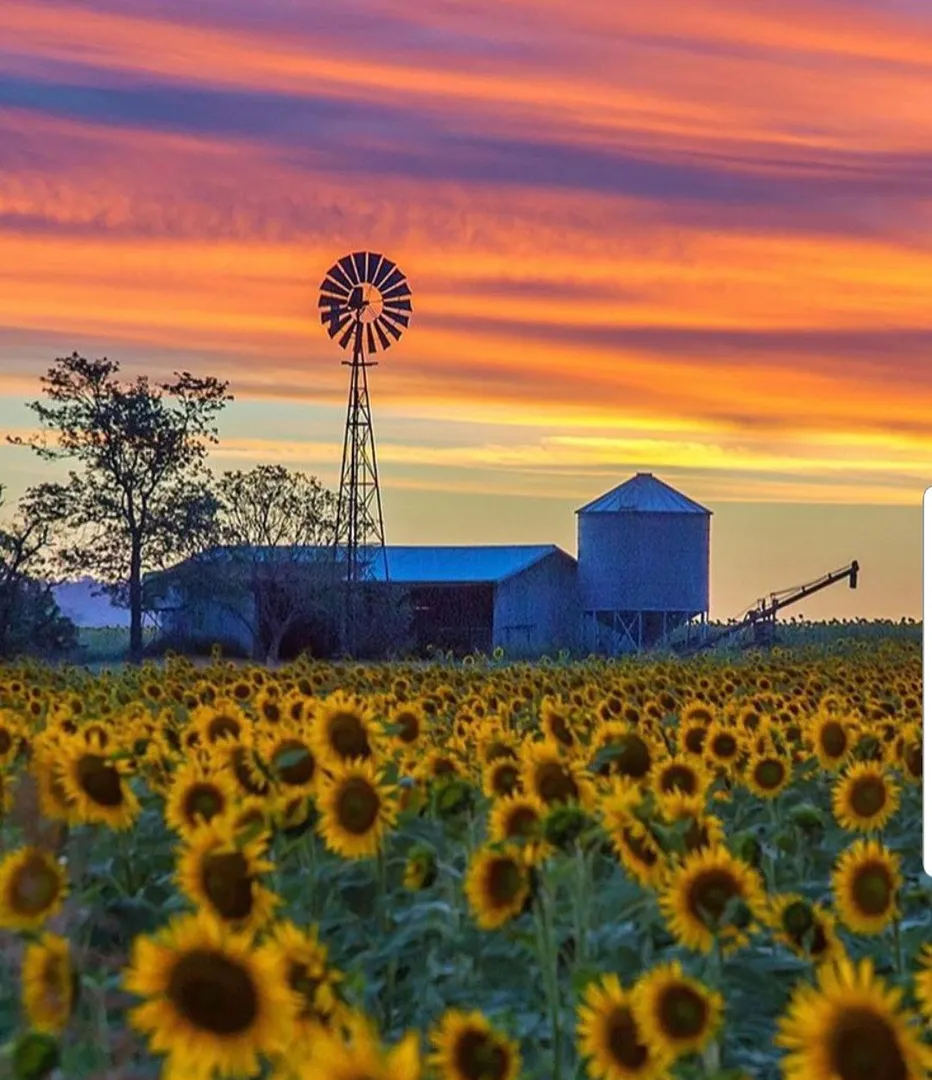 Sunflower field and windmill at sunset.